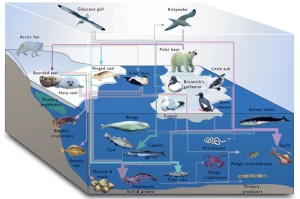 marine_ecosystems