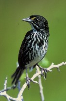 sparrow-dusky_seaside_sparrow-from-wikipedia