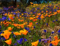 OroValleyWildFlowers