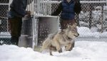ys-wolf-releasing-sawtooth-pup_npsjimpeaco_680-612x353